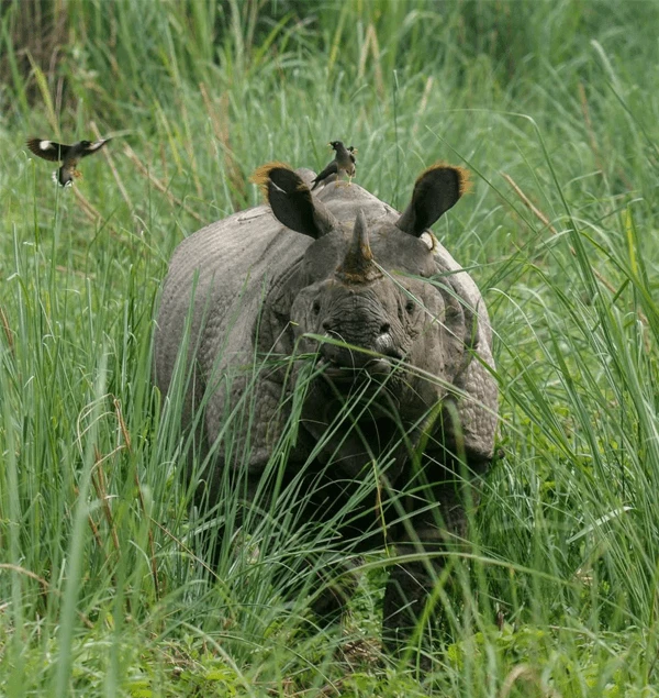 Rhino in Chitwan National PArk