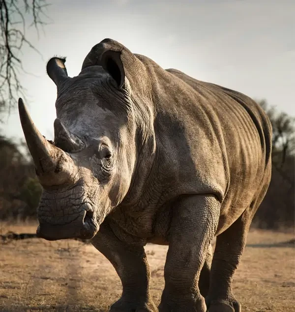 rhino-in-chiwan
