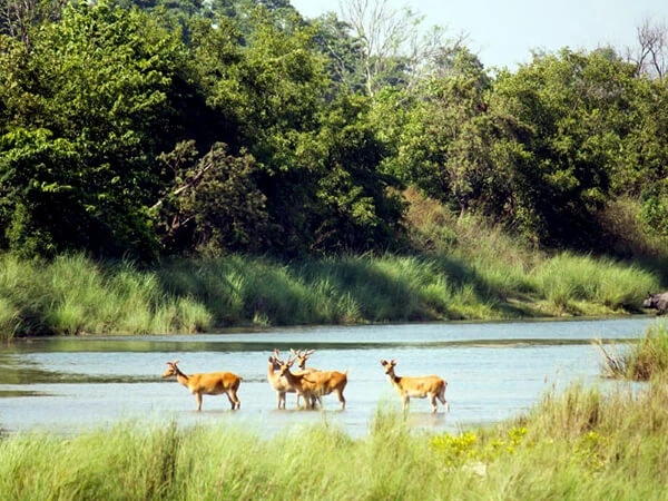 Bardia Jungle Safari