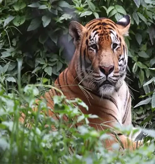 Bardia National Park