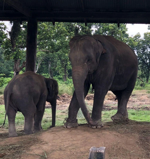 1 Nights 2 Days Chitwan Jungle Safari
