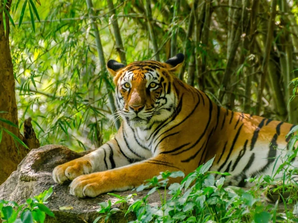 Tiger In Bardia National Park